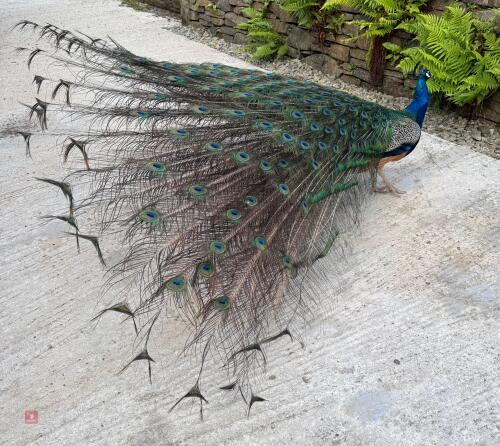 3YO PEACOCK