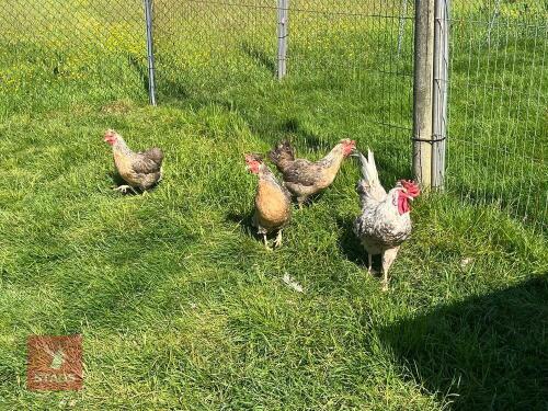 QUARTET OF CREAM CRESTED LEGBAR CHICKENS - BIDS PER LIFE
