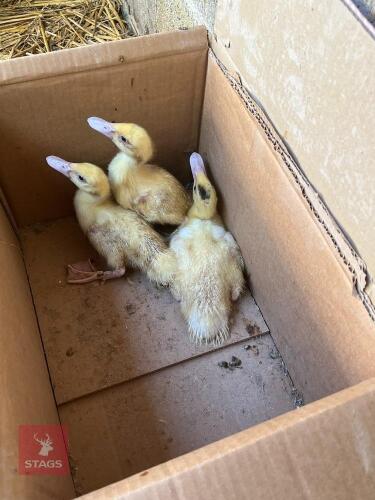 TRIO OF WHITE MUSCOVY DUCKLINGS - BIDS PER LIFE