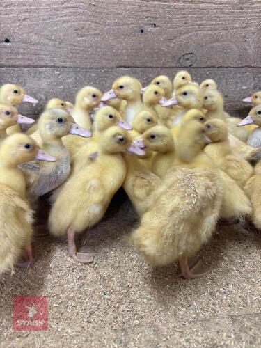5 CALL DUCKLINGS - BIDS PER LIFE