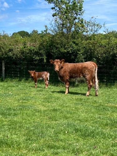 2YO SHORTHORN X COW & SHORTHORN X CALF - BIDS FOR THE GROUP