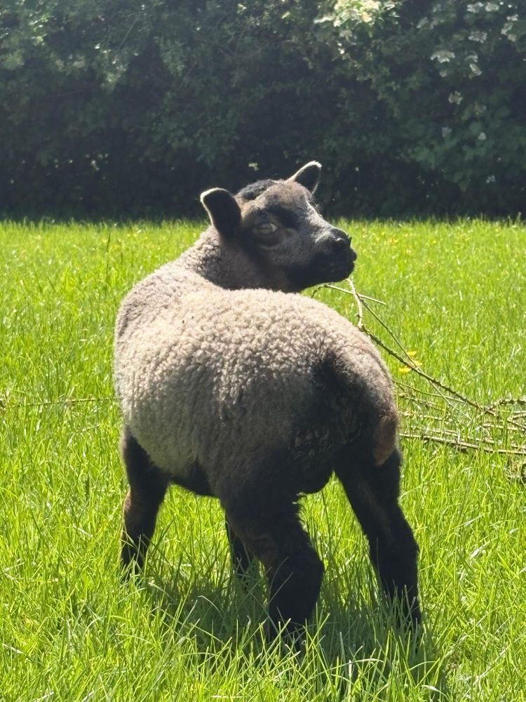 2 BADGE FACE TEXEL X WETHER LAMBS - BIDS PER LIFE