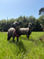 2 BADGE FACE TEXEL X WETHER LAMBS - BIDS PER LIFE - 2