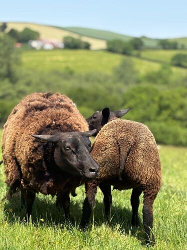 3MO BELTEX RAM LAMB
