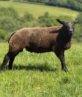 3MO BELTEX RAM LAMB - 2