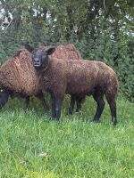 3MO BELTEX RAM LAMB - 3