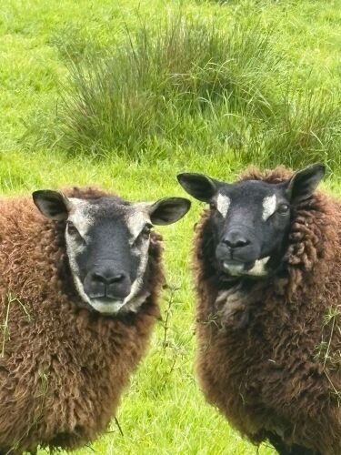 2 BELTEX X BADGER FACE TEXEL EWES - BIDS PER LIFE