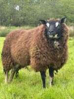 2 BELTEX X BADGER FACE TEXEL EWES - BIDS PER LIFE - 2