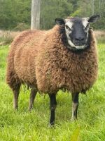 2 BELTEX X BADGER FACE TEXEL EWES - BIDS PER LIFE - 3