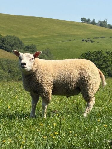 4MO PEDIGREE BELTEX RAM LAMB