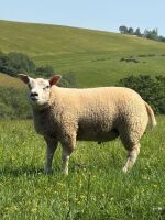 4MO PEDIGREE BELTEX RAM LAMB