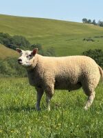 4MO PEDIGREE BELTEX RAM LAMB - 2