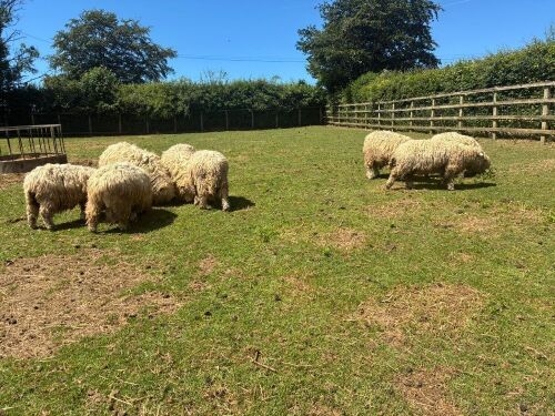 8 GREYFACE DARTMOOR WETHERS & RAMS - BIDS PER LIFE