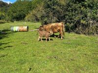 2YO PEDIGREE DEXTER COW WITH BULL CALF - BIDS FOR THE GROUP - 3