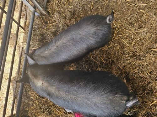 2 HERITAGE X LARGE BLACK X GOS GILT PIGS - BIDS PER LIFE