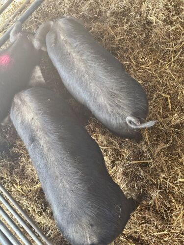 2 HERITAGE X LARGE BLACK X GOS GILT PIGS - BIDS PER LIFE