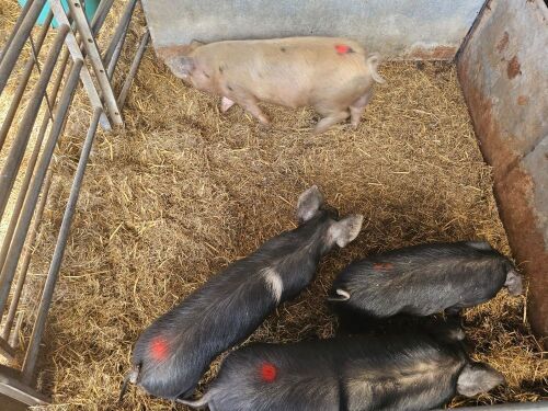 4 HERITAGE X LARGE BLACK X GOS BOAR PIGS - BIDS PER LIFE