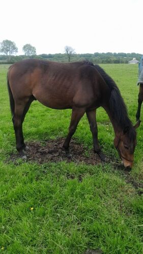 8MO THOROUGHBRED X COLT