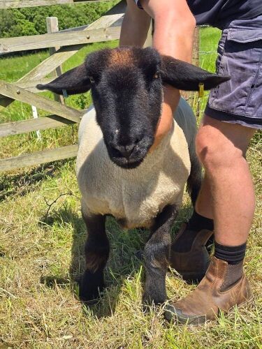 15MO PEDIGREE SUFFOLK SHEARLING EWE