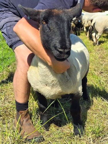15MO PEDIGREE SUFFOLK SHEARLING EWE