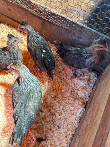 7 UNSEXED INDIAN RUNNER DUCKLINGS - BIDS FOR THE GROUP