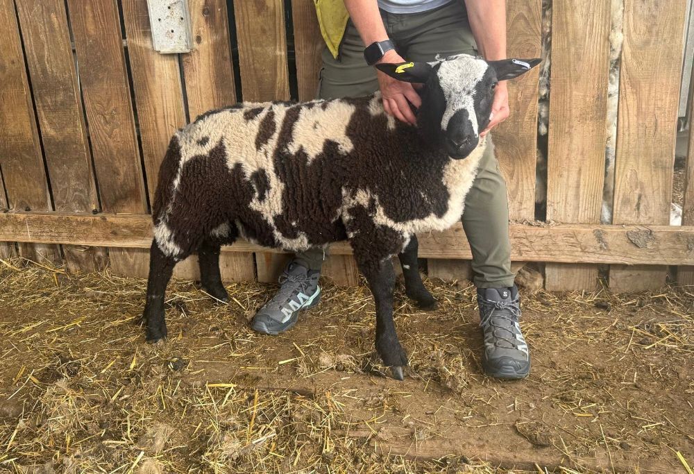 3MO PEDIGREE DUTCH SPOTTED RAM LAMB