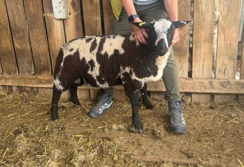 3MO PEDIGREE DUTCH SPOTTED RAM LAMB