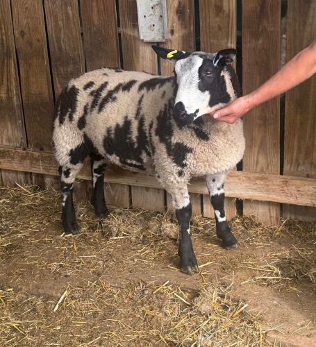 3MO PEDIGREE DUTCH SPOTTED RAM LAMB