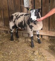 3MO PEDIGREE DUTCH SPOTTED RAM LAMB