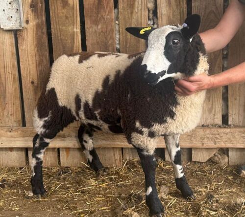 3MO PEDIGREE DUTCH SPOTTED EWE LAMB