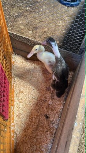 2 X 6WK INDIAN RUNNER DUCKLINGS - BIDS FOR THE GROUP