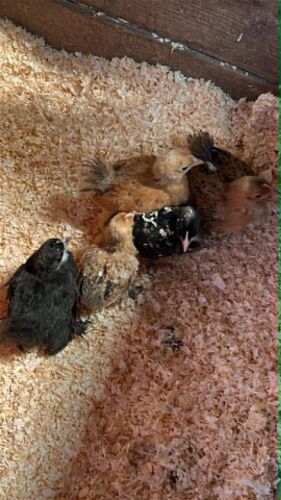 5 X 6WK MIXED COLOURED PEKINS - BIDS FOR THE GROUP