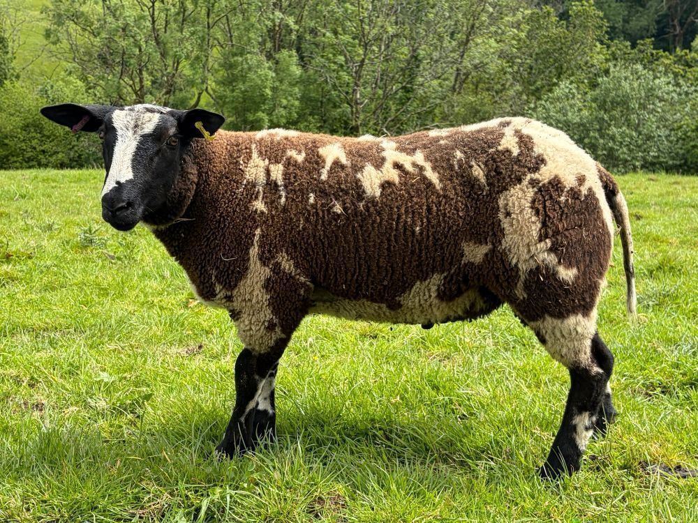 3MO DUTCH SPOTTED PEDIGREE RAM LAMB