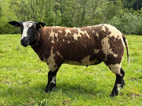 3MO DUTCH SPOTTED PEDIGREE RAM LAMB