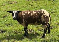3MO DUTCH SPOTTED PEDIGREE RAM LAMB - 2