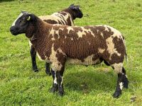 3MO DUTCH SPOTTED PEDIGREE RAM LAMB - 3