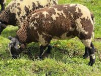 3MO DUTCH SPOTTED PEDIGREE RAM LAMB - 4