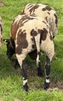 3MO DUTCH SPOTTED PEDIGREE RAM LAMB - 5