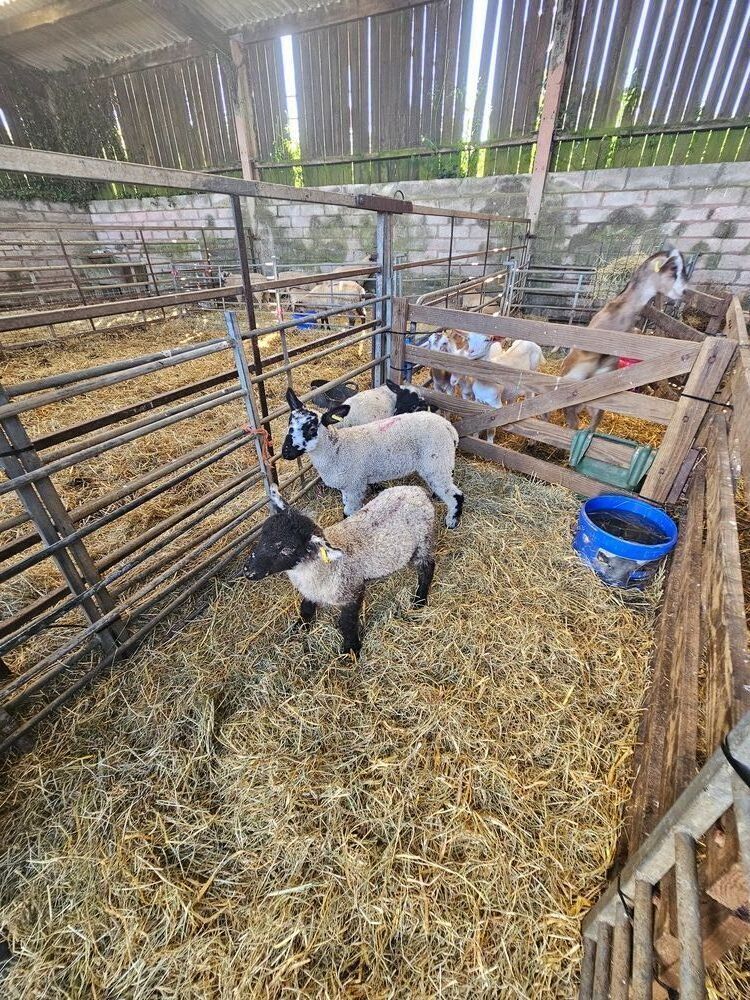3 SUFFOLK X WETHER LAMBS - BIDS PER LIFE