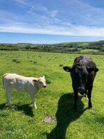 SHORTHORN X HEIFER & CHAROLAIS X CALF - BIDS FOR THE GROUP