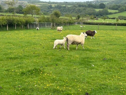 CHAROLLAIS X HOGG & WF LAMB - BIDS PER LIFE