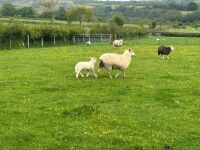CHAROLLAIS X HOGG & WF LAMB - BIDS PER LIFE - 2