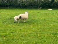 CHAROLLAIS X HOGG & WF LAMB - BIDS PER LIFE - 3