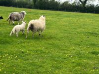 CHAROLLAIS X HOGG & WF LAMB - BIDS PER LIFE - 4