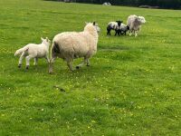 CHAROLLAIS X HOGG & WF LAMB - BIDS PER LIFE - 5