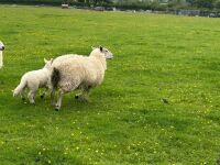 CHAROLLAIS X HOGG & WF LAMB - BIDS PER LIFE - 6