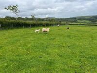 CHAROLLAIS X HOGG & WF LAMB - BIDS PER LIFE - 7