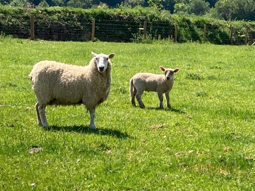CHAROLLAIS X HOGG & DARKER FACED LAMB - BIDS PER LIFE