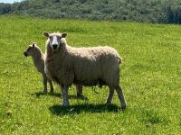 CHAROLLAIS X HOGG & DARKER FACED LAMB - BIDS PER LIFE - 2