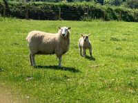 CHAROLLAIS X HOGG & DARKER FACED LAMB - BIDS PER LIFE - 4
